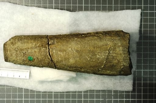 Ephippiorthoceras schucherti