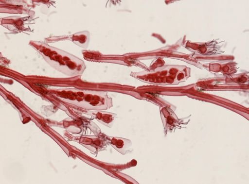 Obelia sp.