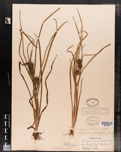 Sparganium chlorocarpum