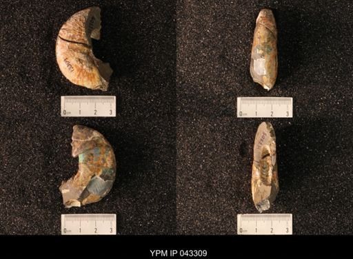 Hoploscaphites nicolletii