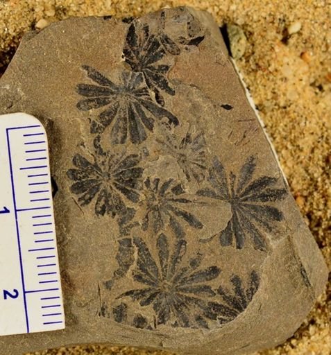 Annularia sp.