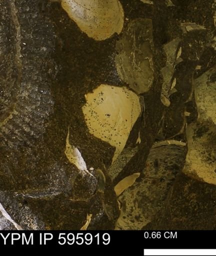 undet. Bivalvia