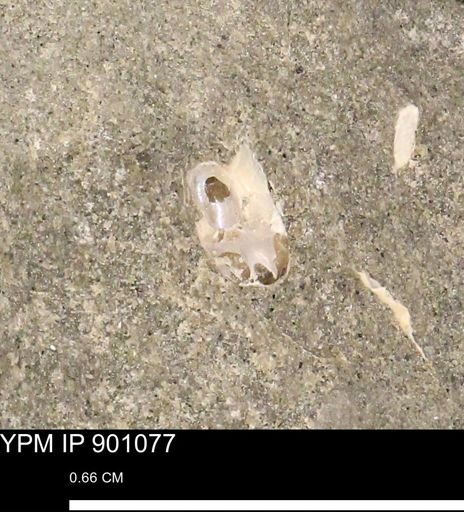 undet. Ammonoidea