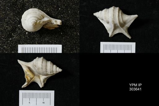 Aporrhais uttingeriana