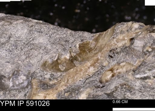 Promicroceras planicosta