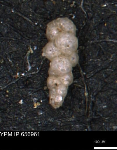 Verneuilinoides hectori