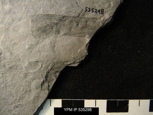 undet. Eurypterida