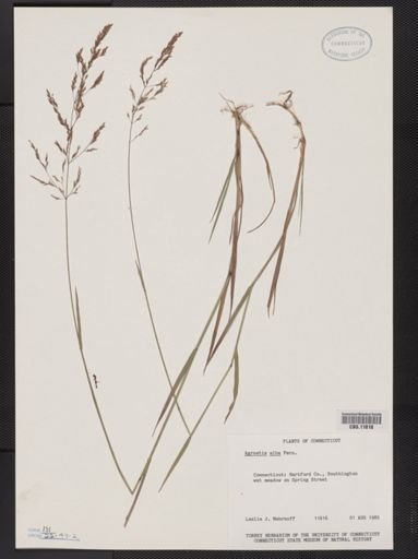 Agrostis alba