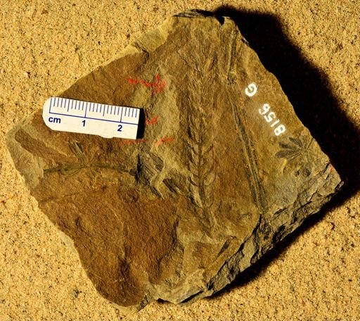 Asterophyllites sp.