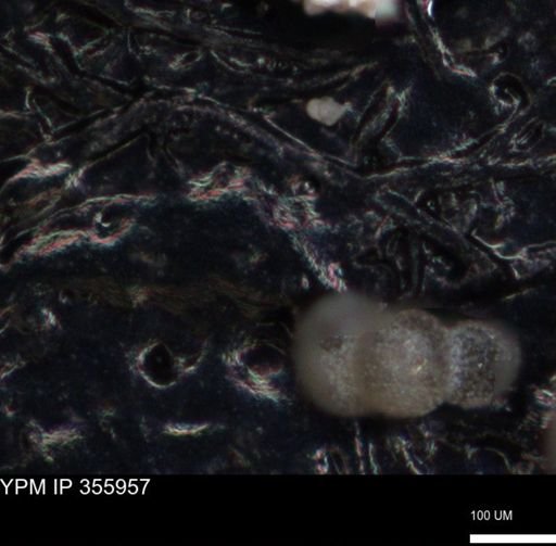undet. Foraminiferida