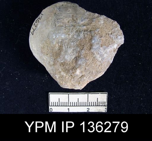 Reticularia indica