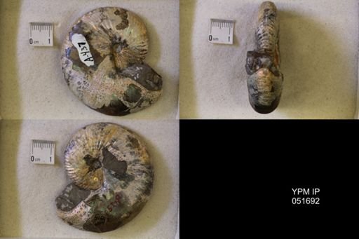 Hoploscaphites nicolletii