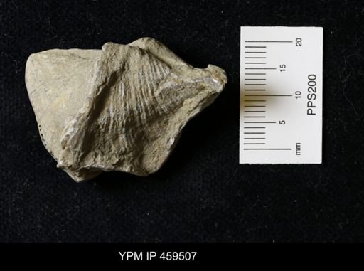 Neospirifer kansasensis