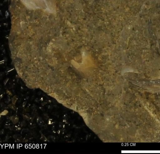 undet. Bivalvia