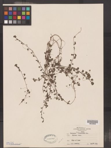 Veronica filiformis