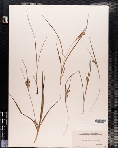 Carex aurea