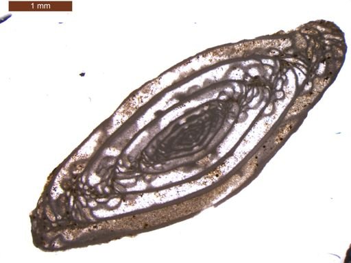 Triticites cullomensis