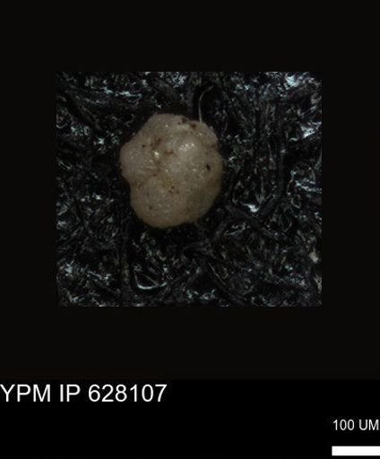 undet. Foraminiferida