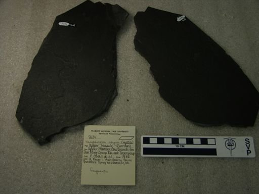 Tanytrachelos ahynis
