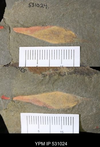 undet. Porifera