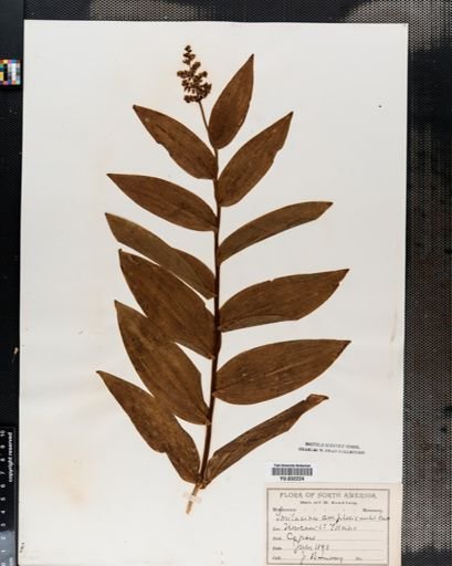 Maianthemum