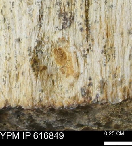 Teredo sp.