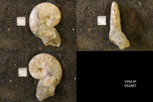 Hoploscaphites nicolletii