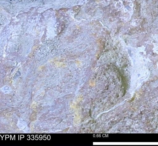 undet. Mollusca