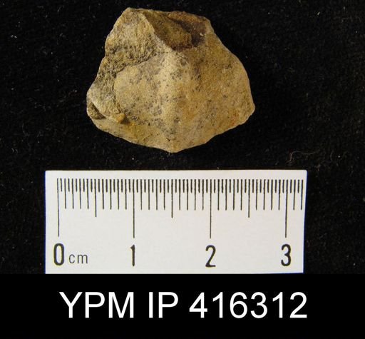 undet. Brachiopoda