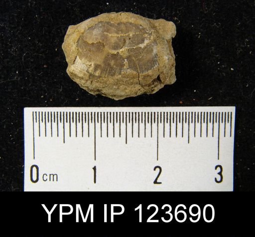 Leptaenisca concava