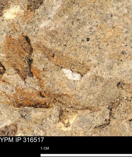 undet. Mollusca