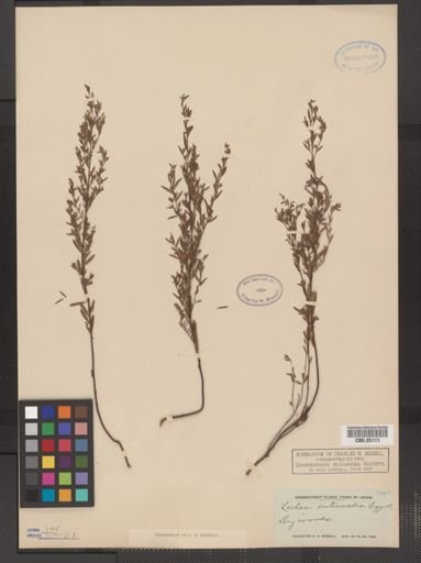 Lechea intermedia