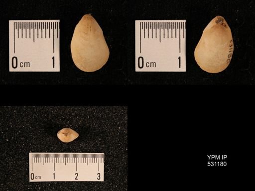 Terebratulina septentrionalis