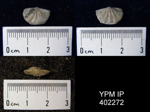 Apheoorthis sp.