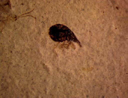 undet. Curculionidae