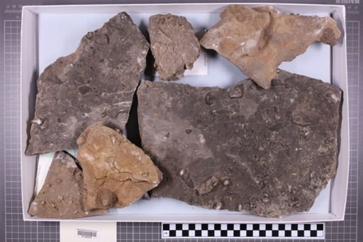 mixed taxa, stratigraphic collection