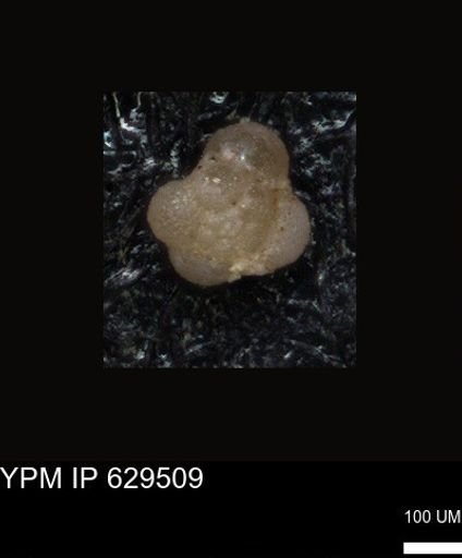 undet. Foraminiferida