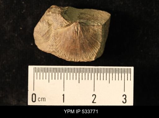 Stropheodonta sp.