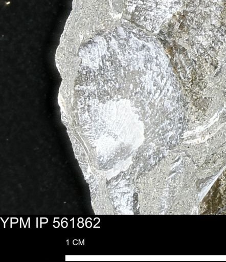 Oxytoma (Hypoxytoma) nebrascana