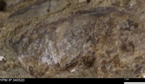 Ostrea glabra