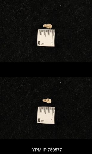 undet. Bryozoa