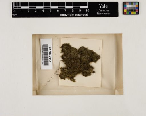Plantae