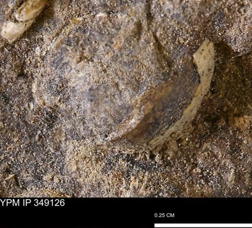 undet. Bivalvia
