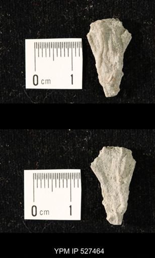 Iocrinus subcrassus