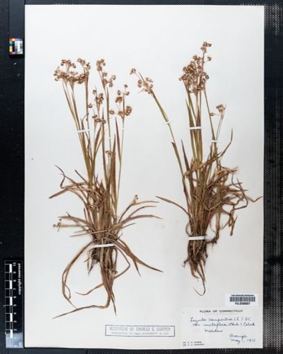 Luzula campestris
