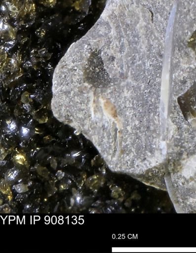 undet. Mollusca