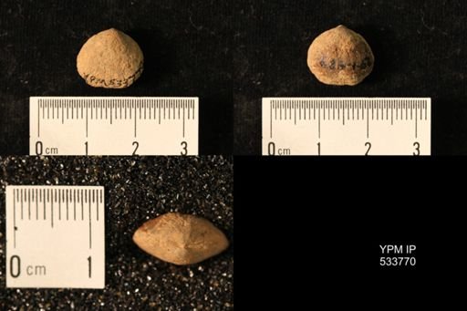 Dalmanella sp.