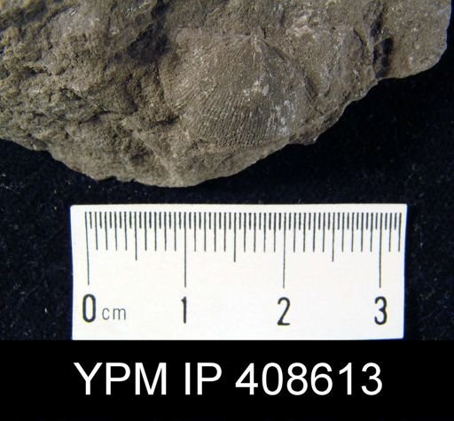 Devonochonetes sp.