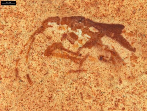 undet. Insecta
