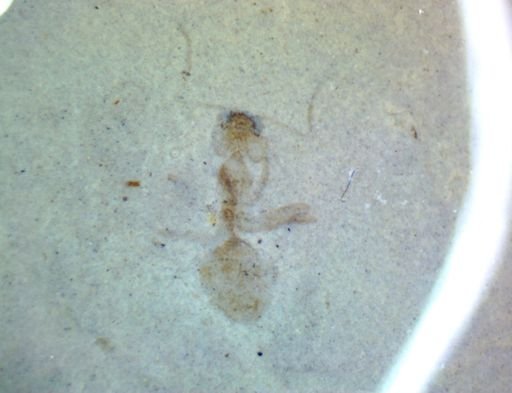 undet. Formicidae